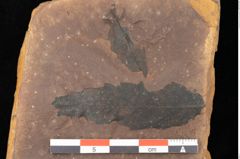 Foto (Detailsansicht) von Quercus palaeoilex Ettingshausen (NHMW-GEO-2024-0188-0891)